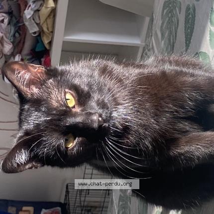 Photo 1/1 Shadow Chat perdu à Trivieres