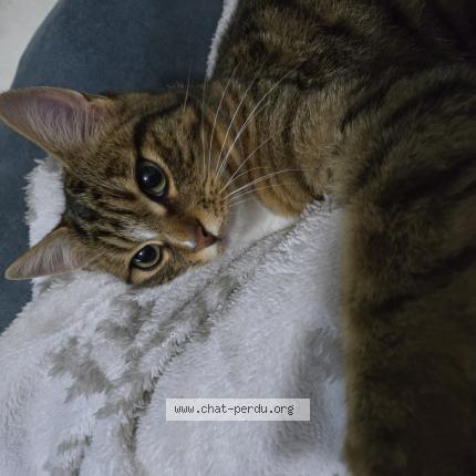 Photo de chat trouvé à Fondettes