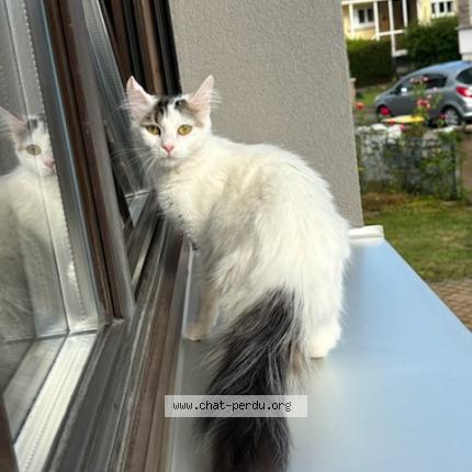 Photo 1/1 Belly Chat perdu à Hoenheim