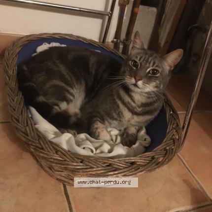 Photo de chat perdu à Clery En Vexin