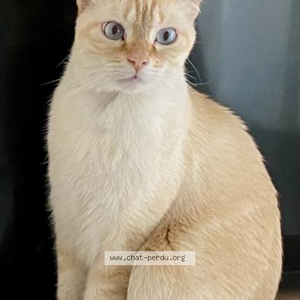 Photo de chat perdu à Lyon Croix Rousse