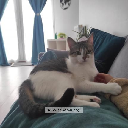 Photo 1/1 Chat retrouvé Perdu à Gif Sur Yvette