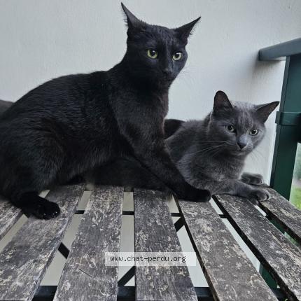 Photo de chat perdu à Charbonnieres Les Bains