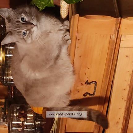 Photo 1/1 aru Chat perdu à Ganges