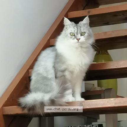 Photo de chat perdu à Saint Urbain