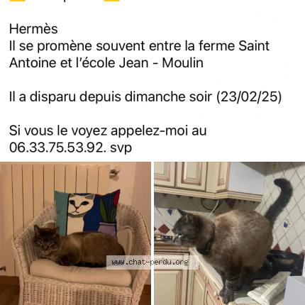 Photo de chat perdu à Le Plessis Trevise