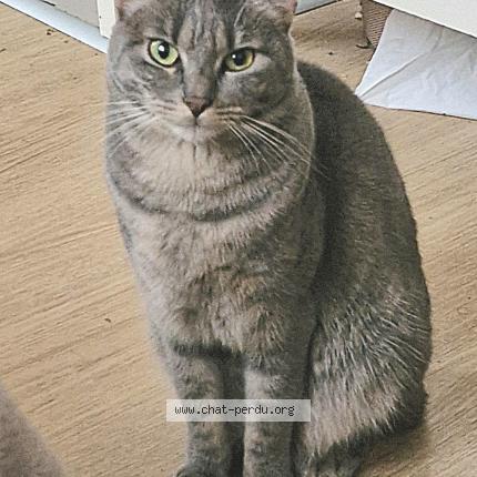Photo 1/1 Chat retrouvé Perdu à Saint Ouen Sur Seine