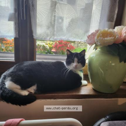 Photo de chat perdu à Montge En Goele