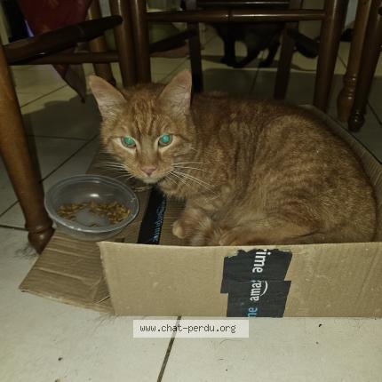 Photo 1/1 Chat retrouvé Perdu à Saint herblain