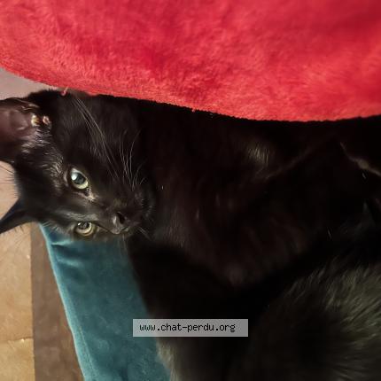 Photo de chat perdu à Longecourt En Plaine