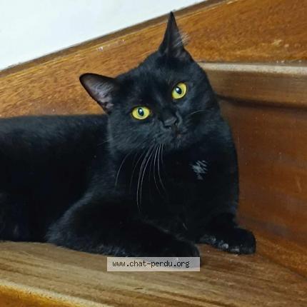 Photo 1/1 Mimie Chat perdu à Gueugnon