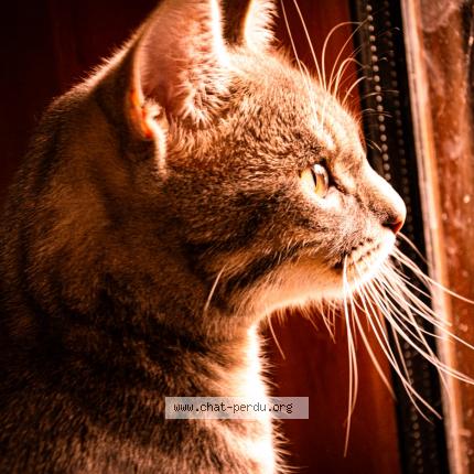 Photo de chat perdu à Clohard Carnoet