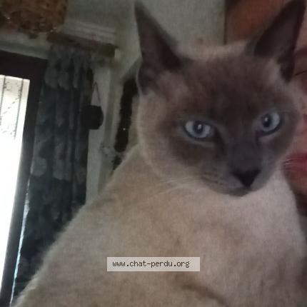 Photo 1/1 Melvin Chat perdu à Lezignan corbieres