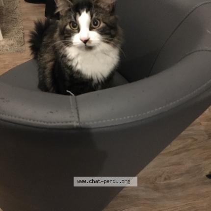 Photo 1/3 Sushi Chat perdu à Olivet