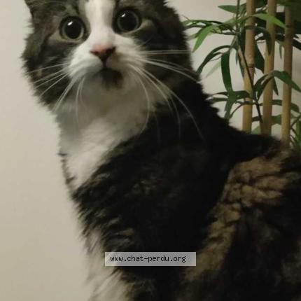 Photo 2/3 Sushi Chat perdu à Olivet