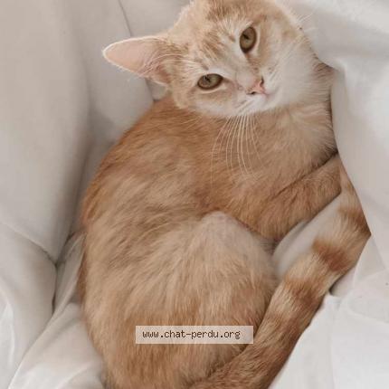 Photo de chat perdu à Estaires