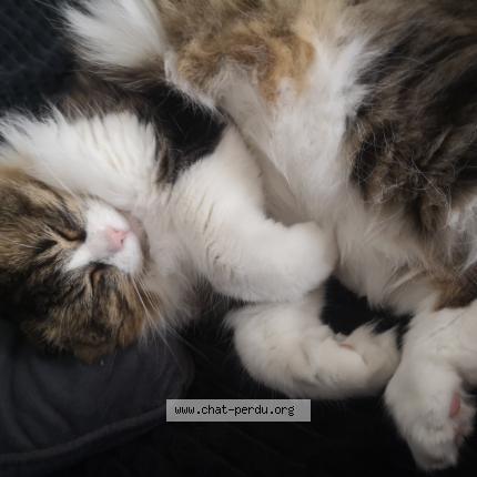Photo de chat perdu à 34070 Montpellier