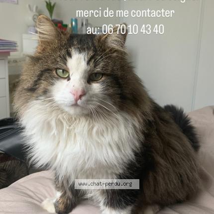 Photo de chat perdu à Omey