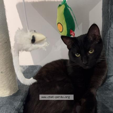 Photo 1/1 Bagherra Chat perdu à Jonzac