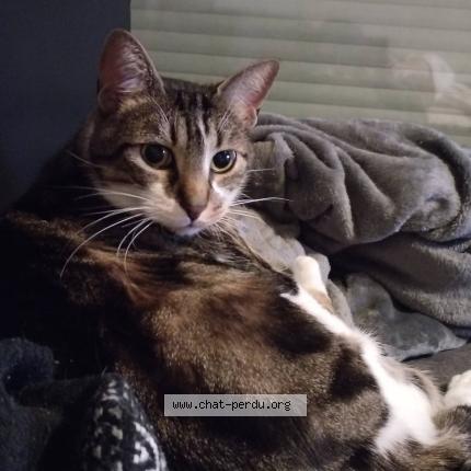 Photo de chat perdu à Voue