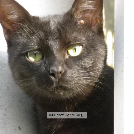 Photo de chat perdu à Vitry Sur Seine