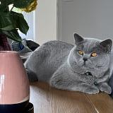 Photo de chat perdu à Saint Germain En Laye