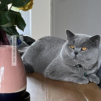 Photo 1/1 Chat retrouvé Perdu à Saint germain en laye