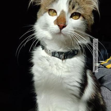 Photo de chat perdu à Villeneuve Les Avignon