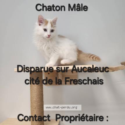 Photo de chat perdu à Aucaleuc