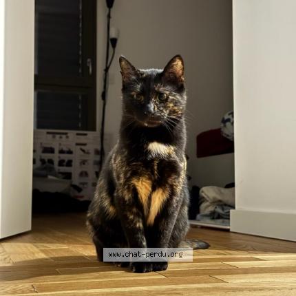 Photo 1/1 Chat retrouvé Perdu à Ivry Sur Seine