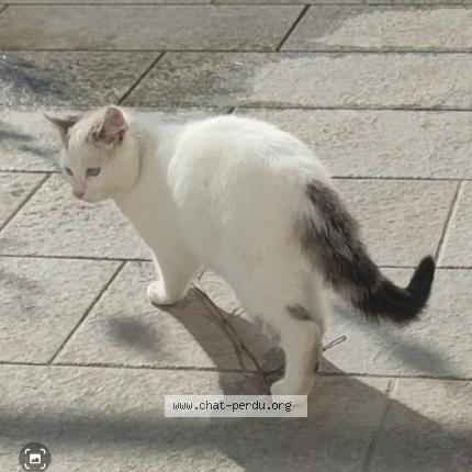 Photo de chat perdu à Tournan En Brie