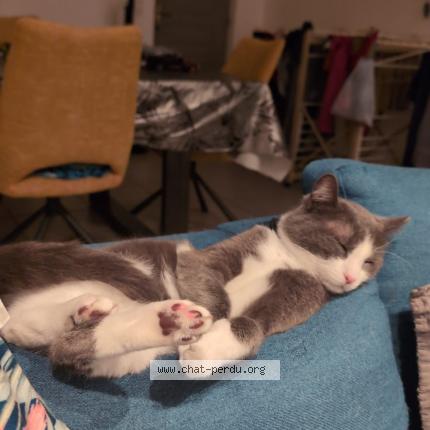 Photo de chat perdu à Odos