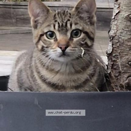 Photo de chat perdu à Biarritz