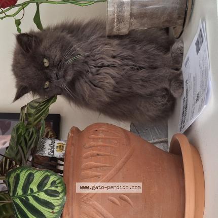 Photo 1/1 Gucci Chat perdu à Plasencia
