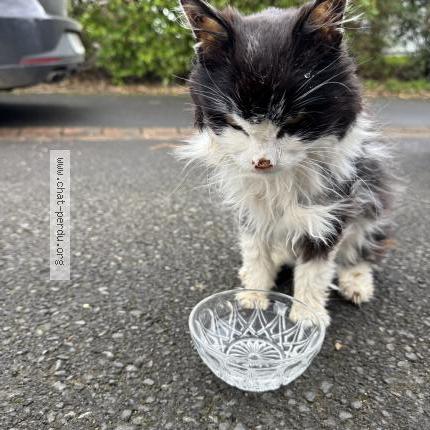 Photo de chat trouvé à Louannec