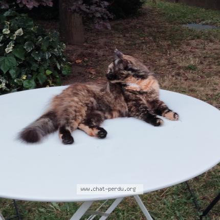 Photo de chat perdu à St Denis En Val