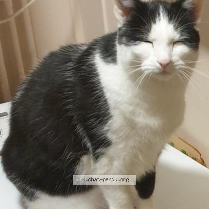 Photo de chat perdu à Vandoeuvre Les Nancy