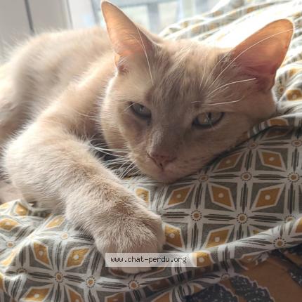 Photo de chat perdu à Cregy Les Meaux