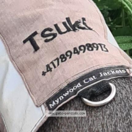 Photo 1/1 Chat trouvé Trouvé à Oropesa del mar