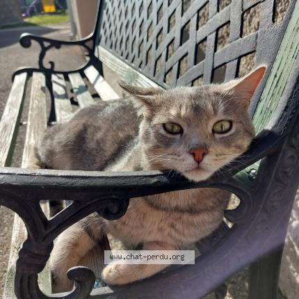 Photo 1/1 Picatchou Chat perdu à Saint jean de soudain