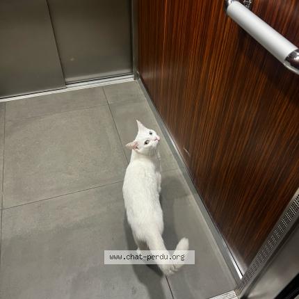 Photo de chat perdu à La Courneuve