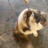 Photo de chat perdu à Rupnagar