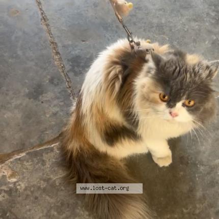 Photo 1/1 Skittles Chat perdu à Rupnagar