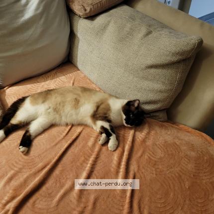 Photo de chat perdu à Beuvry La Foret