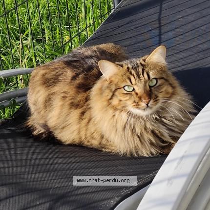 Photo 1/1 Simba Chat perdu à Valdivienne