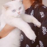 Photo de chat perdu à Islamabad