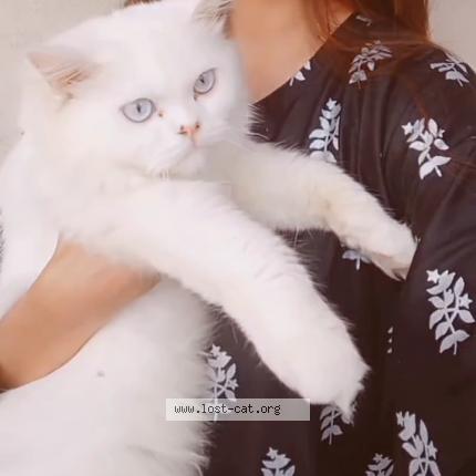 Photo 1/1 Bani Chat perdu à Islamabad