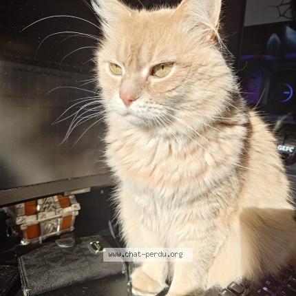 Photo de chat perdu à Paris