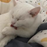 Photo de chat perdu à St Denis D Orques