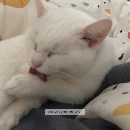 Photo 1/1 Chat retrouvé Perdu à St denis d orques
